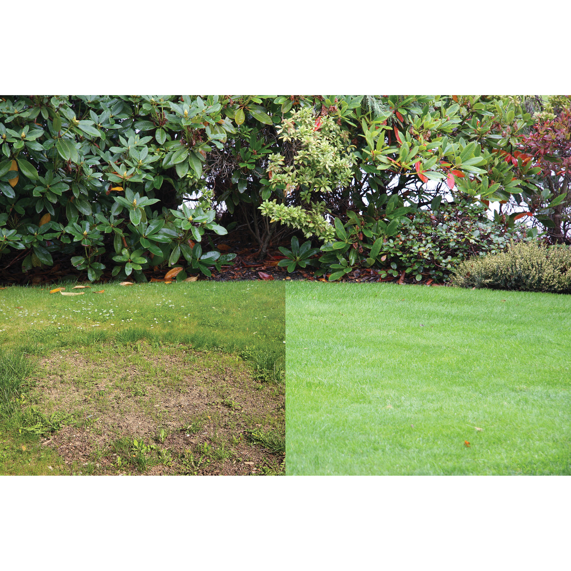 Before and after using Canada Green Grass Seed